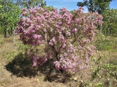 Calytrix exstipulata
