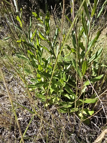 Image of Xerochrysum subundulatum by (c) Josh, some rights reserved (CC BY)
