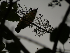 Psilopogon haemacephalus