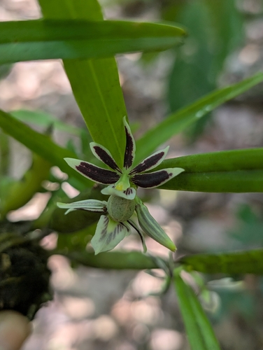 Prosthechea abbreviata observed 2025-03-18