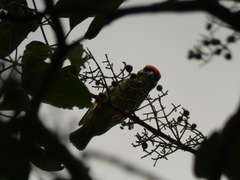 Psilopogon haemacephalus