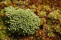 Drapetes muscosus