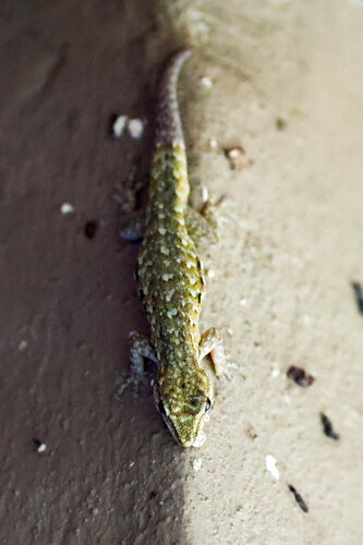 Angulate Dwarf Gecko