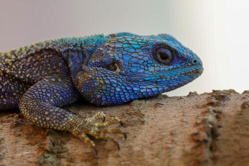 Falk’s Blue-headed tree agama, Acanthocercus cyanocephalus