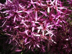 Calytrix exstipulata