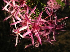 Calytrix exstipulata