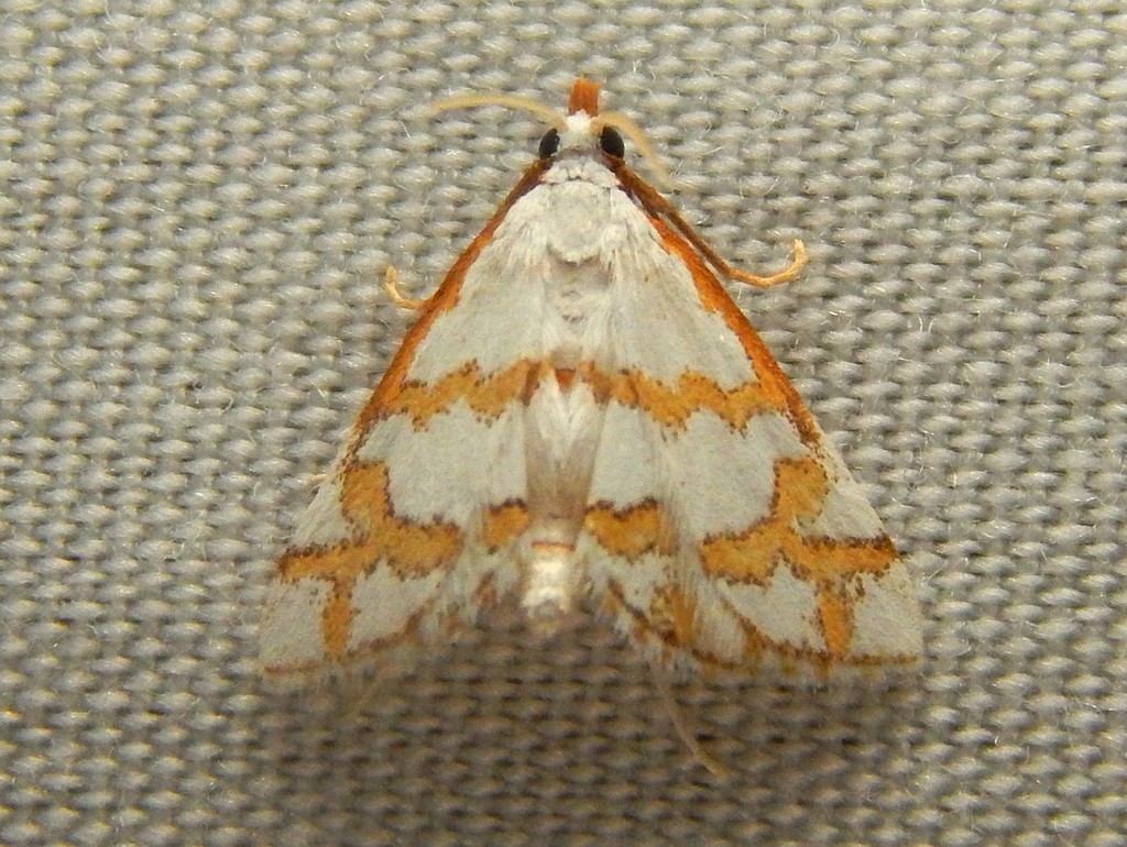 Yellow-Banded Leptosteges