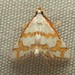 Yellow-Banded Leptosteges - Photo (c) G. L. Dearman, some rights reserved (CC BY-NC), uploaded by G. L. Dearman