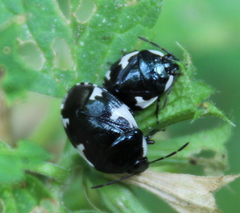 Tritomegas sexmaculatus