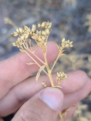 Sticky Gymnosperma (Gymnosperma glutinosum)