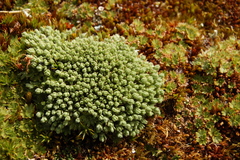 Drapetes muscosus