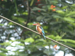 Halcyon smyrnensis