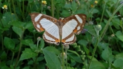Thisbe lycorias