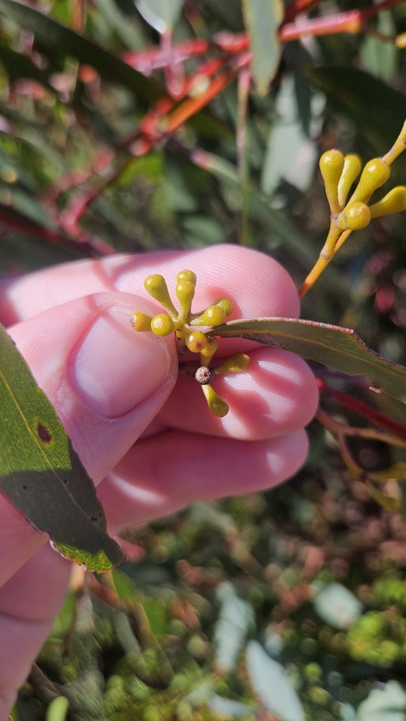 Eucalyptus remota