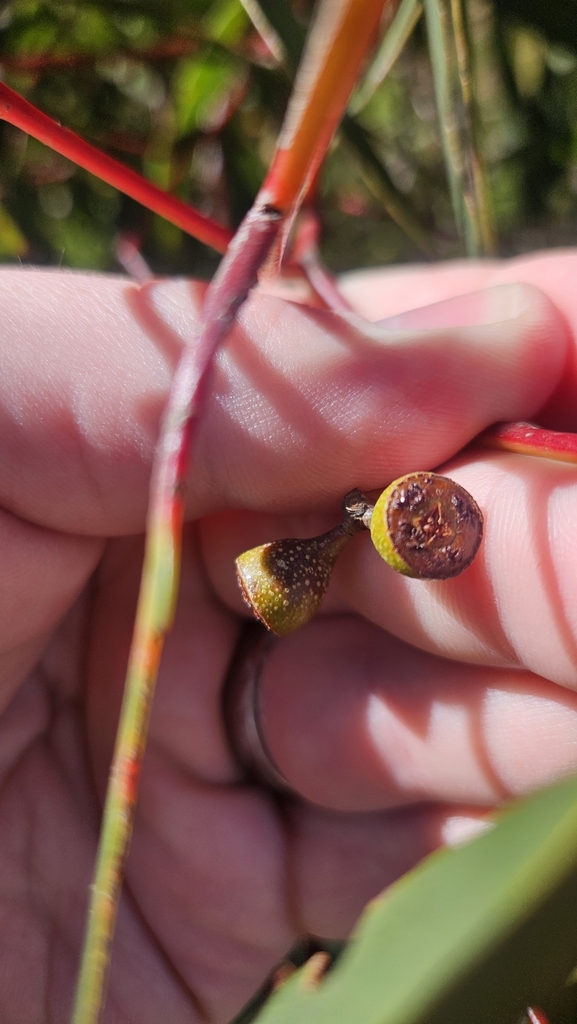 Eucalyptus remota 3