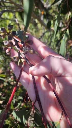 Image of Eucalyptus remota by no rights reserved