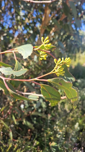 Image of Eucalyptus remota by no rights reserved