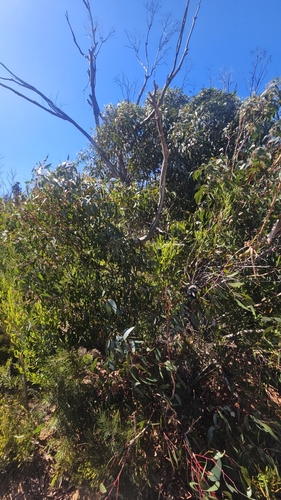 Image of Eucalyptus remota by no rights reserved