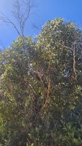 Image of Eucalyptus remota by no rights reserved