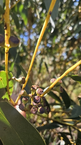 Image of Eucalyptus remota by no rights reserved