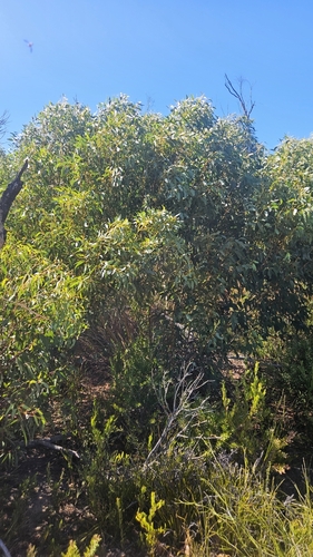 Image of Eucalyptus remota by no rights reserved