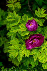 Paeonia × suffruticosa