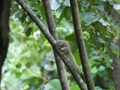 Callosciurus pygerythrus