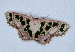 Scopula divisaria