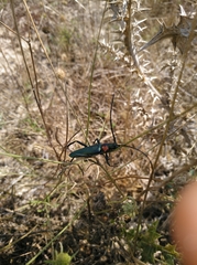 Aromia moschata ambrosiaca
