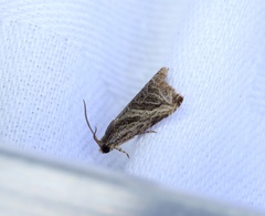 Dactylioglypha tonica