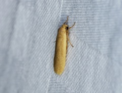 Danielithosia immaculata