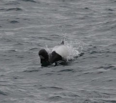 Cephalorhynchus commersonii