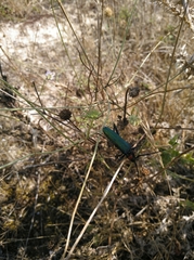 Aromia moschata ambrosiaca