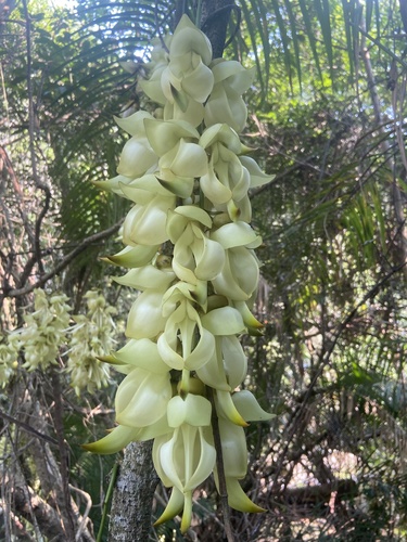 Mucuna birdwoodiana, photograph 5