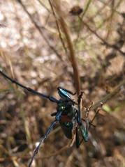 Aromia moschata ambrosiaca