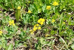 Tauschia stricklandii