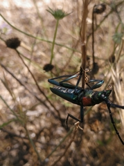Aromia moschata ambrosiaca