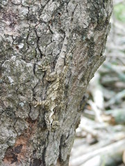 Sceloporus melanorhinus