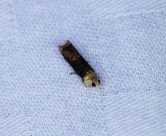 Hedya iophaea