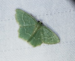 Idiochlora minuscula