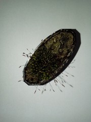 Tortula muralis