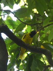 Oriolus xanthornus