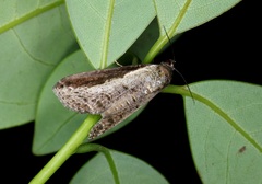Lophoptera squammigera