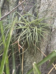 Waxy Airplant (Tillandsia vernicosa)