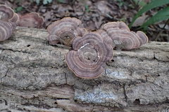 Trametes betulina