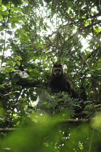 Black capuchin