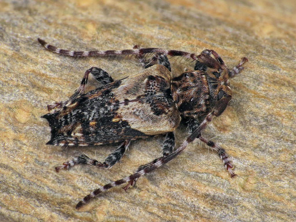 lesser thorn-tipped longhorn beetle, photo 1 of 10