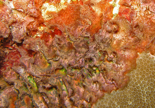 Drouetia coalescens observed 2008-04-10