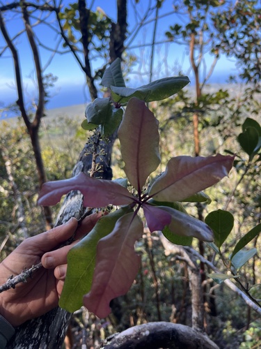 Myrsine lanaiensis observed 2025-03-20
