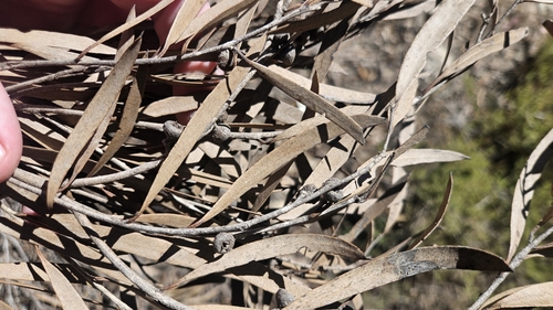 Image of Eucalyptus cneorifolia by no rights reserved